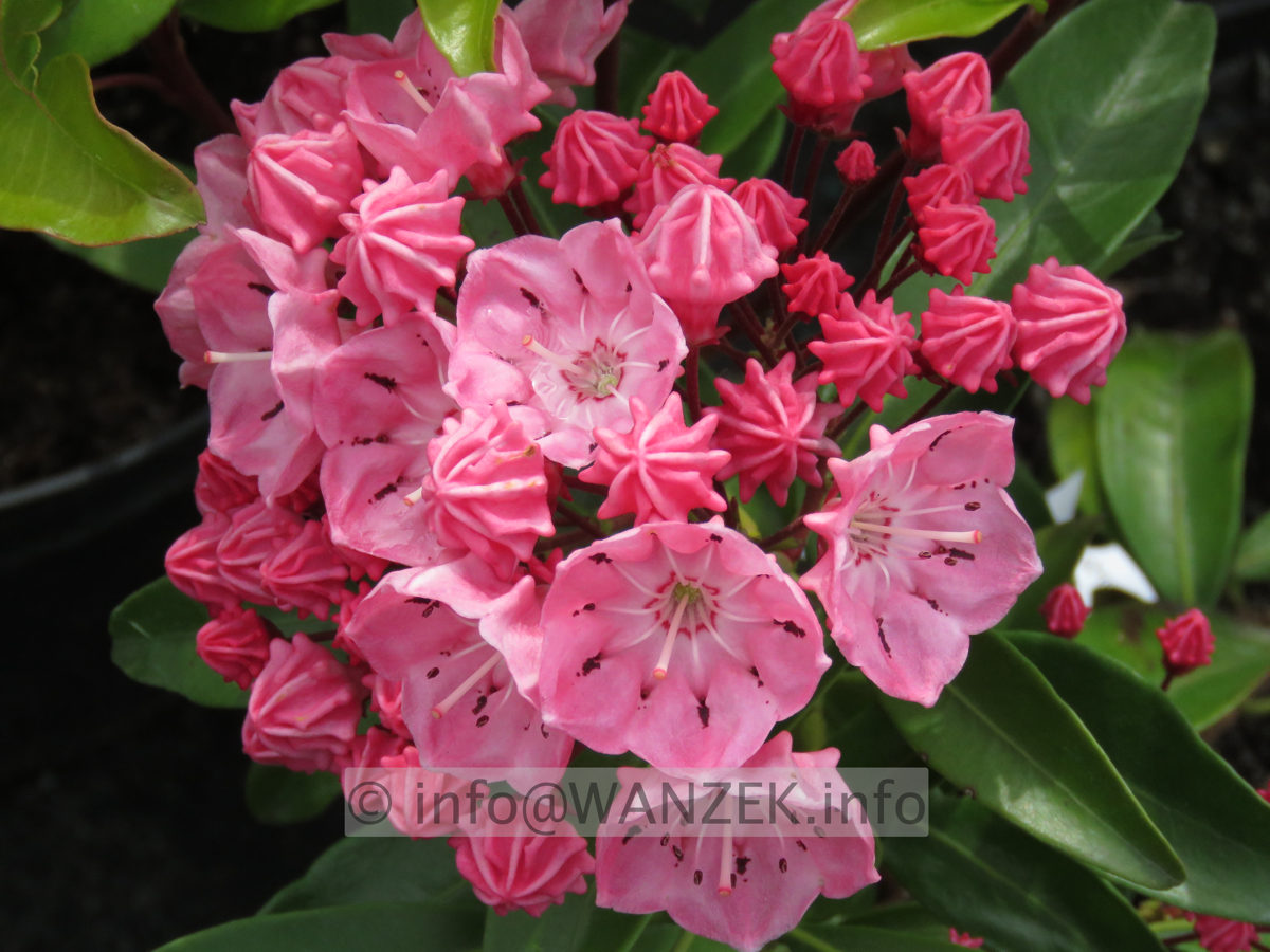 Kalmia latifolia Ewa 04.JPG